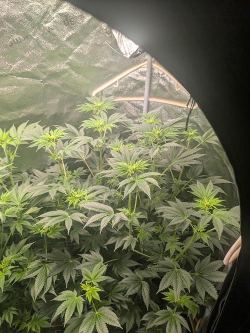 Gorilla gas fast F1 in Coco Coir. Week 7 - Pheno 2 👍