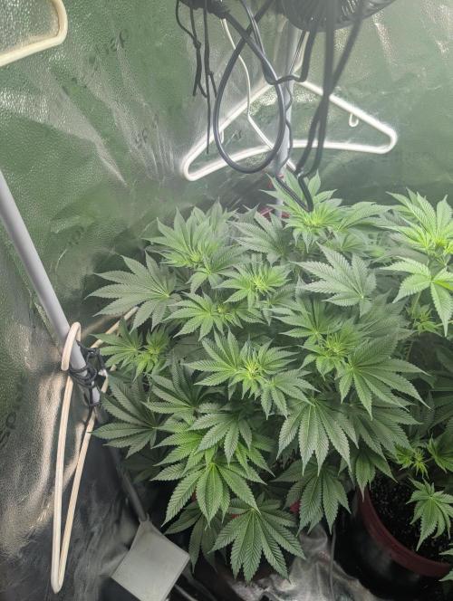 Gorilla gas fast F1 in Coco Coir. Week 7 - Pheno 3 👍