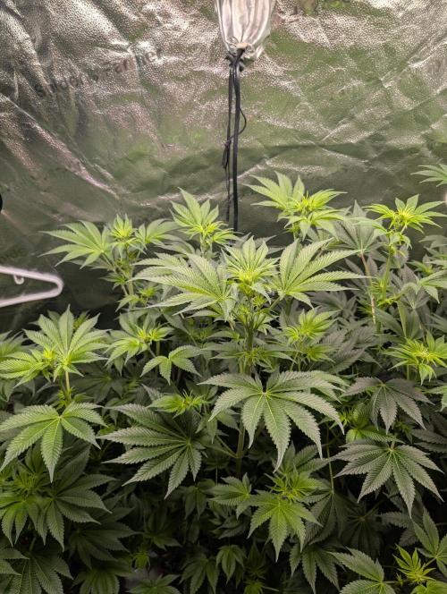 Gorilla gas fast F1 in Coco Coir. Week 7 - Pheno 1 👍