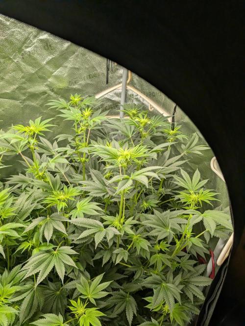 Gorilla gas fast F1 in Coco Coir. Week 7 - Pheno 2 👍