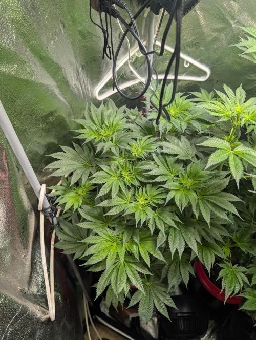 Gorilla gas fast F1 in Coco Coir. Week 7 - Pheno 3 👍