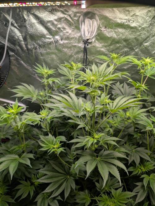 Gorilla gas fast F1 in Coco Coir. Week 7 - Pheno 1 👍