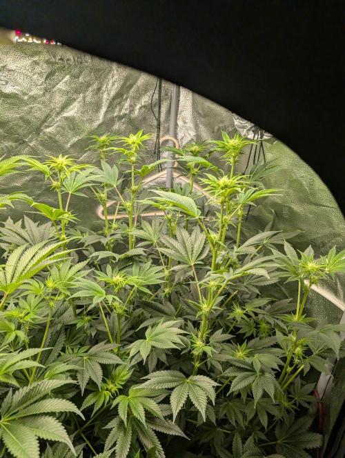 Gorilla gas fast F1 in Coco Coir. Week 7 - Pheno 2 👍