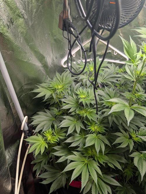 Gorilla gas fast F1 in Coco Coir. Week 7 - Pheno 3 👍