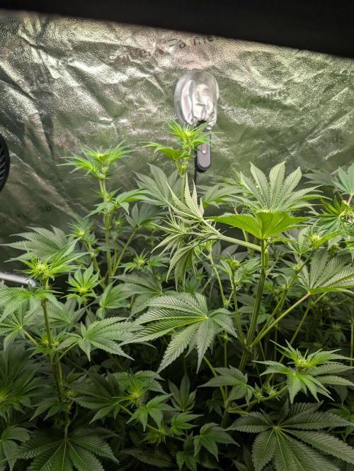 Gorilla gas fast F1 in Coco Coir. Week 8 - Pheno 1 👍