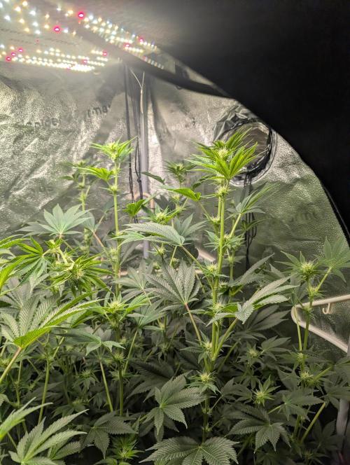 Gorilla gas fast F1 in Coco Coir. Week 8 - Pheno 2 👍