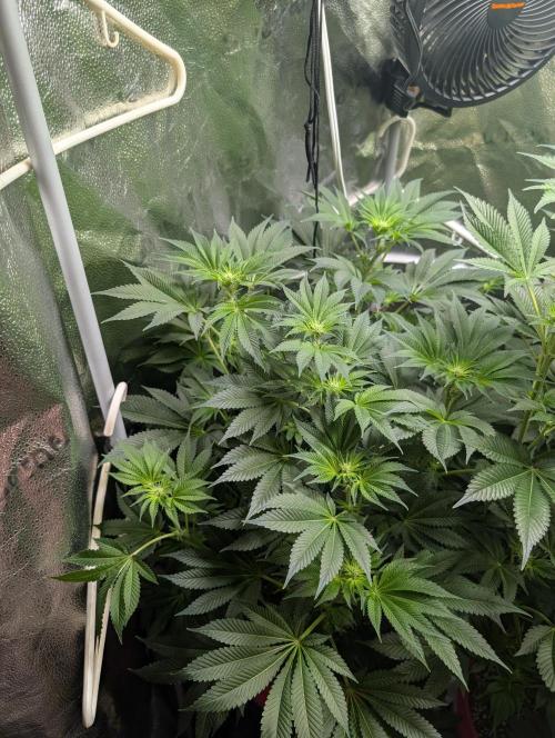 Gorilla gas fast F1 in Coco Coir. Week 8 - Pheno 3 👍