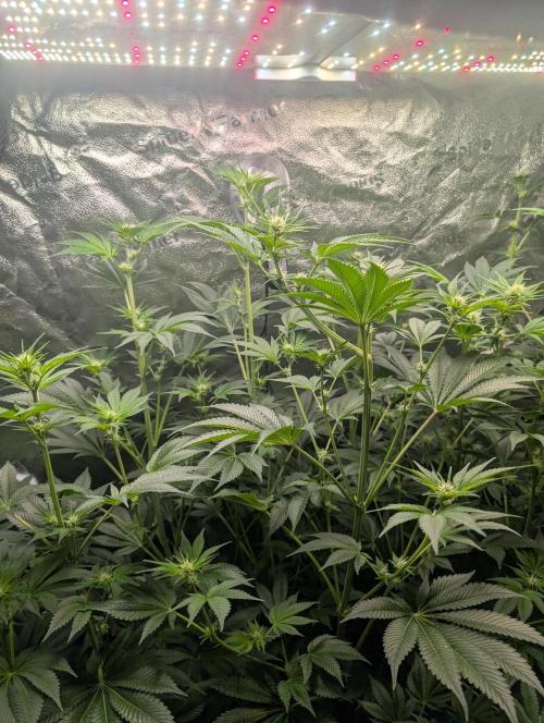 Gorilla gas fast F1 in Coco Coir. Week 8 - Pheno 1 👍