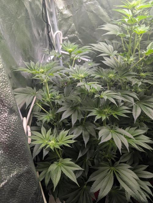 Gorilla gas fast F1 in Coco Coir. Week 8 - Pheno 3 👍