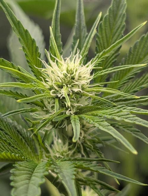 Gorilla gas fast F1 in Coco Coir. Week 8 - Pheno 1 bud