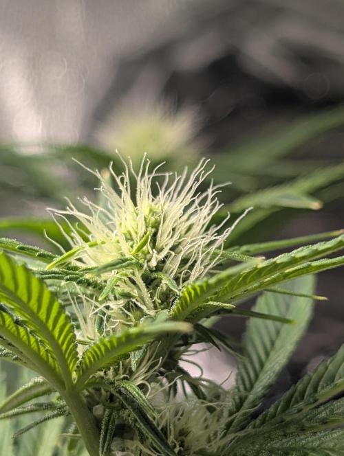 Gorilla gas fast F1 in Coco Coir. Week 8 - Pheno 2 bud