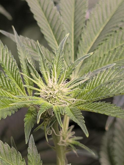 Gorilla gas fast F1 in Coco Coir. Week 8 - Pheno 3 bud