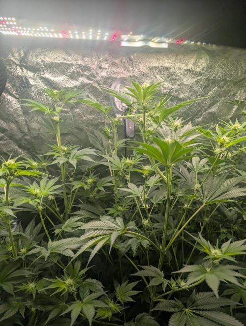 Gorilla gas fast F1 in Coco Coir. Week 8 - Pheno 1 👍