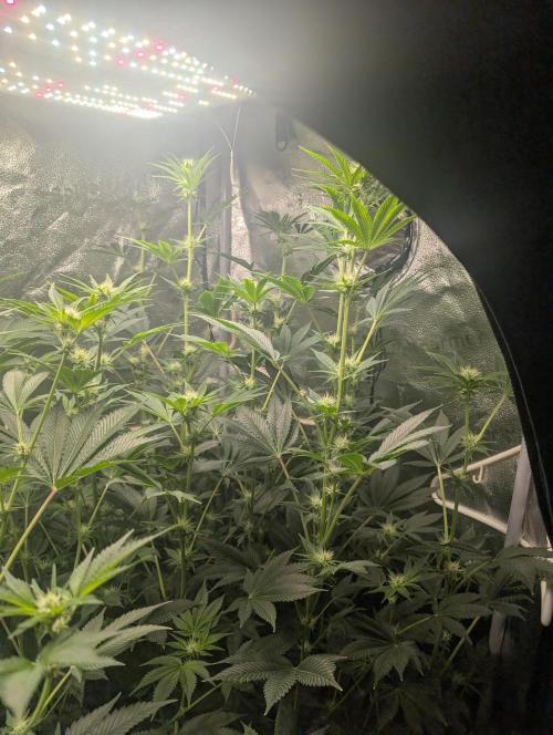 Gorilla gas fast F1 in Coco Coir. Week 8 - Pheno 2 👍