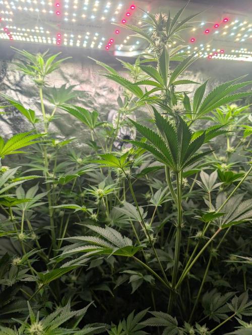 Gorilla gas fast F1 in Coco Coir. Week 8 - Pheno 1 👍