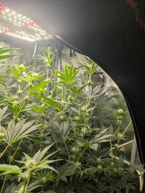 Gorilla gas fast F1 in Coco Coir. Week 8 - Pheno 2 👍