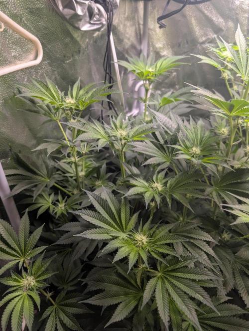 Gorilla gas fast F1 in Coco Coir. Week 8 - Pheno 3 👍