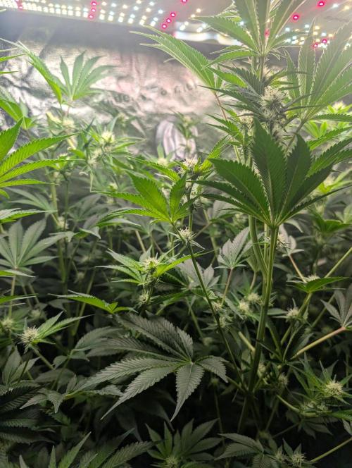 Gorilla gas fast F1 in Coco Coir. Week 9 - Pheno 1 👍