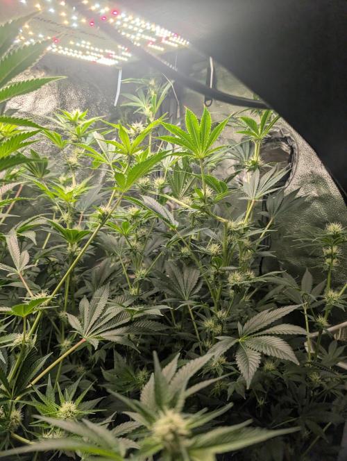 Gorilla gas fast F1 in Coco Coir. Week 9 - Pheno 2 👍