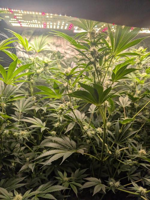 Gorilla gas fast F1 in Coco Coir. Week 9 - Pheno 1 👍