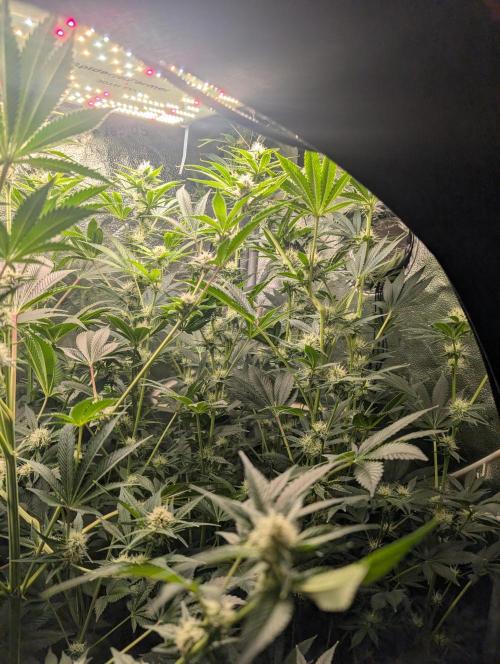 Gorilla gas fast F1 in Coco Coir. Week 9 - Pheno 2 👍