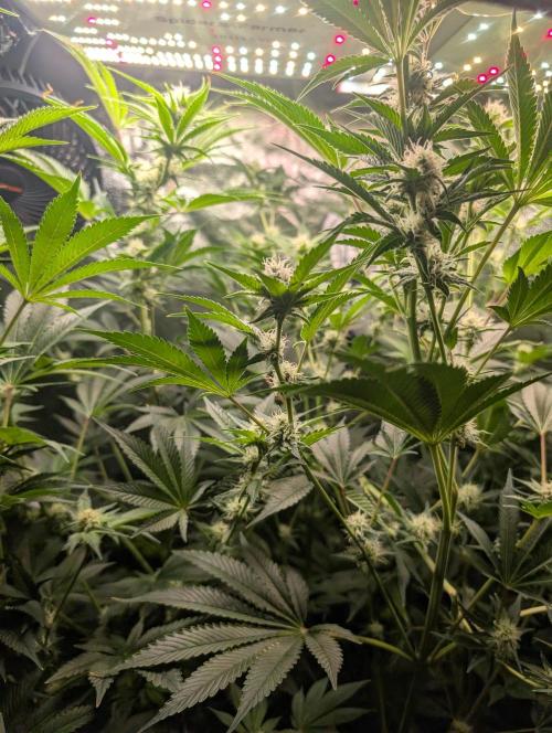 Gorilla gas fast F1 in Coco Coir. Week 9 - Pheno 1 👍