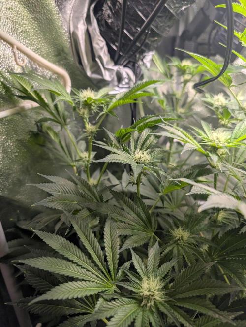 Gorilla gas fast F1 in Coco Coir. Week 9 - Pheno 3 👍