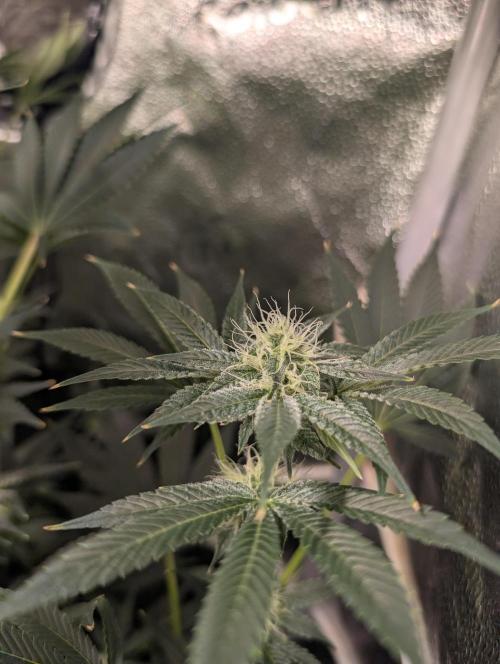 Gorilla gas fast F1 in Coco Coir. Week 9 - Pheno's 2 bud 👌