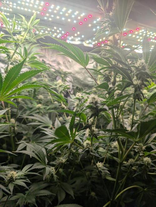 Gorilla gas fast F1 in Coco Coir. Week 10 - Pheno 1 👍