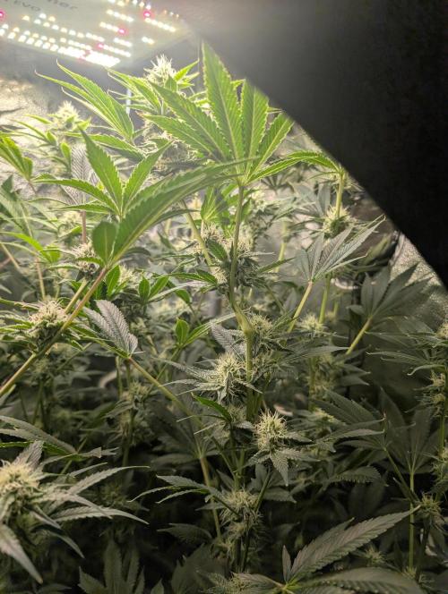 Gorilla gas fast F1 in Coco Coir. Week 10 - Pheno 2 👍