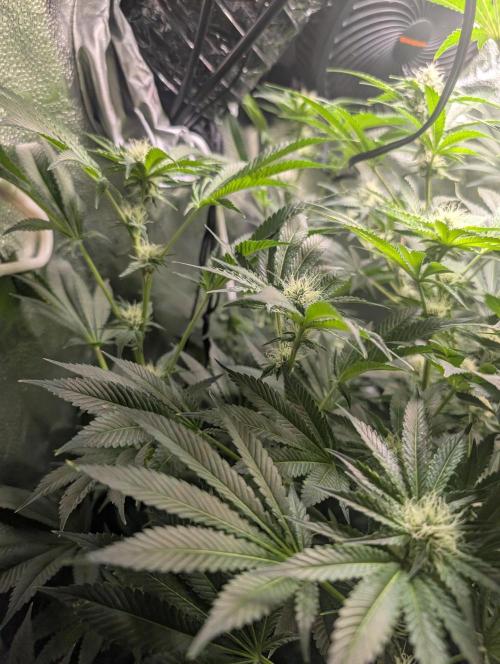 Gorilla gas fast F1 in Coco Coir. Week 10 - Pheno 3 👍