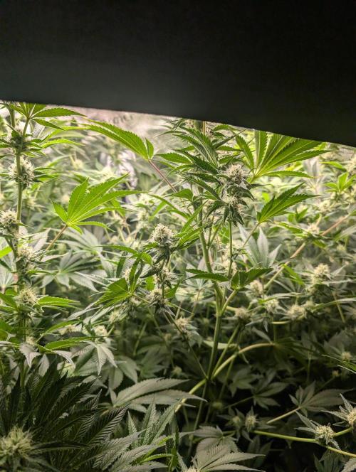 Gorilla gas fast F1 in Coco Coir. Week 10 - Pheno 1 👍