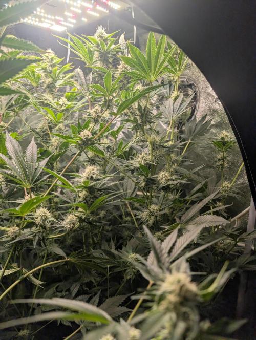 Gorilla gas fast F1 in Coco Coir. Week 10 - Pheno 2 👍