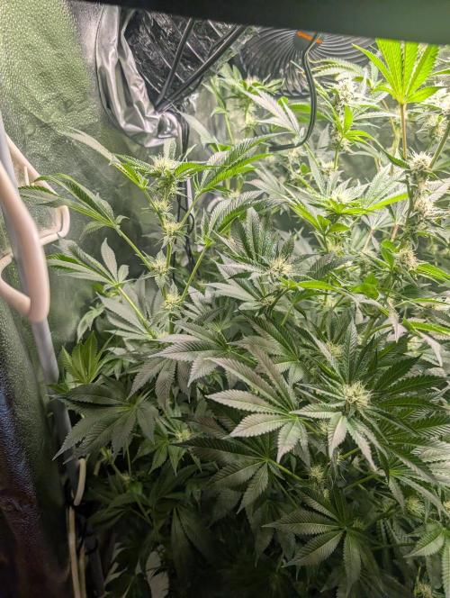 Gorilla gas fast F1 in Coco Coir. Week 10 - Pheno 3 👍