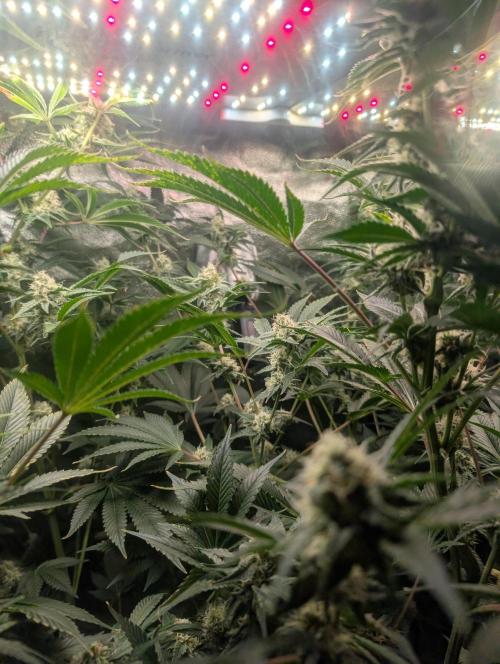 Gorilla gas fast F1 in Coco Coir. Week 10 - Pheno 1 👍