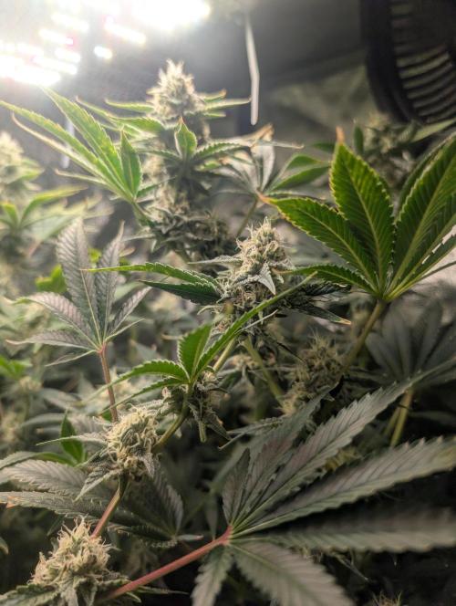 Gorilla gas fast F1 in Coco Coir. Week 10 - Pheno 2 👍