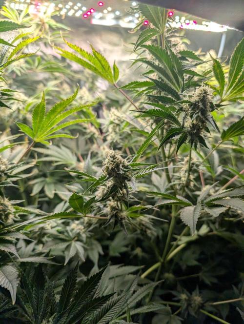 Gorilla gas fast F1 in Coco Coir. Week 11 - Pheno 1 👍