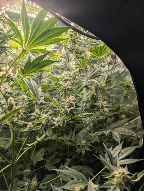 Gorilla gas fast F1 in Coco Coir. Week 11 - Pheno 2 👍