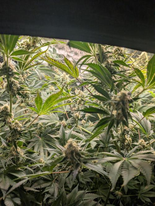 Gorilla gas fast F1 in Coco Coir. Week 11 - Pheno 1 👍