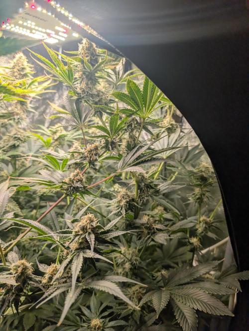 Gorilla gas fast F1 in Coco Coir. Week 11 - Pheno 2 👍