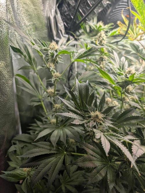 Gorilla gas fast F1 in Coco Coir. Week 11 - Pheno 3 👍