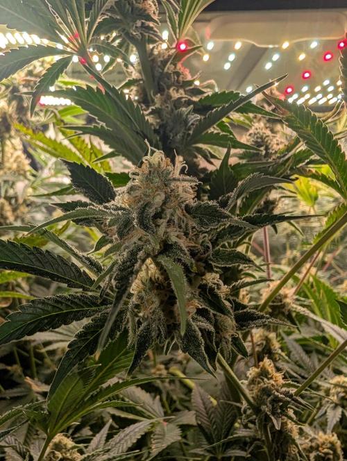 Gorilla gas fast F1 in Coco Coir. Week 11 - Bud from pheno 1 