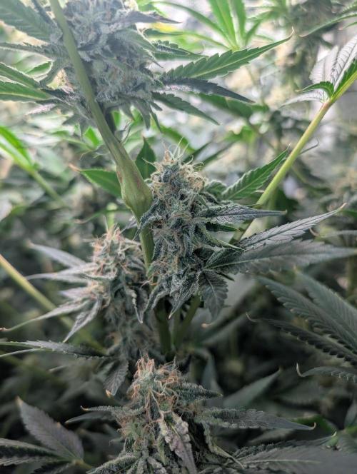 Gorilla gas fast F1 in Coco Coir. Week 11 - Bud from pheno 2 