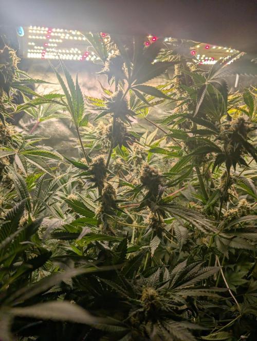 Gorilla gas fast F1 in Coco Coir. Week 11 - Pheno 1 👍