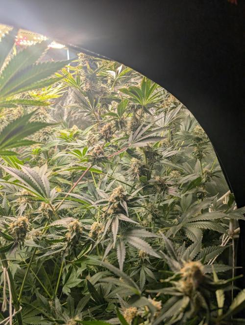 Gorilla gas fast F1 in Coco Coir. Week 11 - Pheno 2 👍