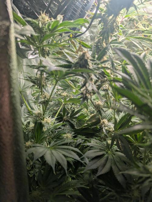 Gorilla gas fast F1 in Coco Coir. Week 11 - Pheno 3 👍