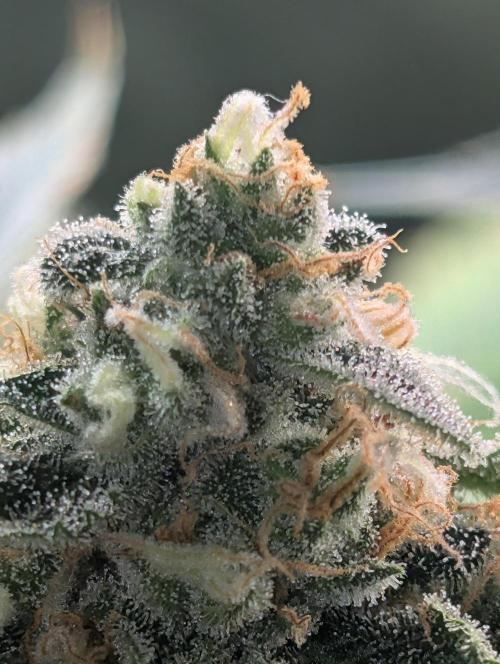 Gorilla gas fast F1 in Coco Coir. Week 12 - Bud from pheno 1 