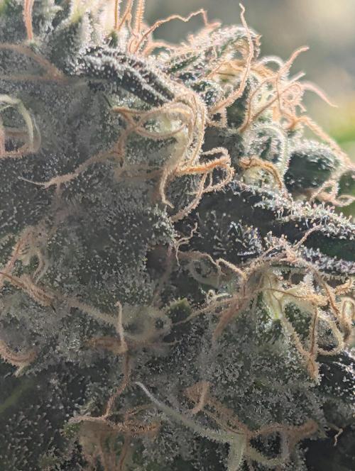 Gorilla gas fast F1 in Coco Coir. Week 12 - Bud from pheno 2 