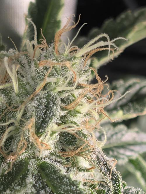 Gorilla gas fast F1 in Coco Coir. Week 12 - Bud from pheno 3 