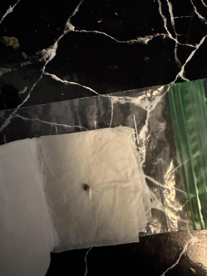 My first Grow. Week 0 - Germinated after 36 Hours in Wet tissue inside a airtight bag